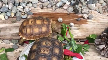 Image of Video