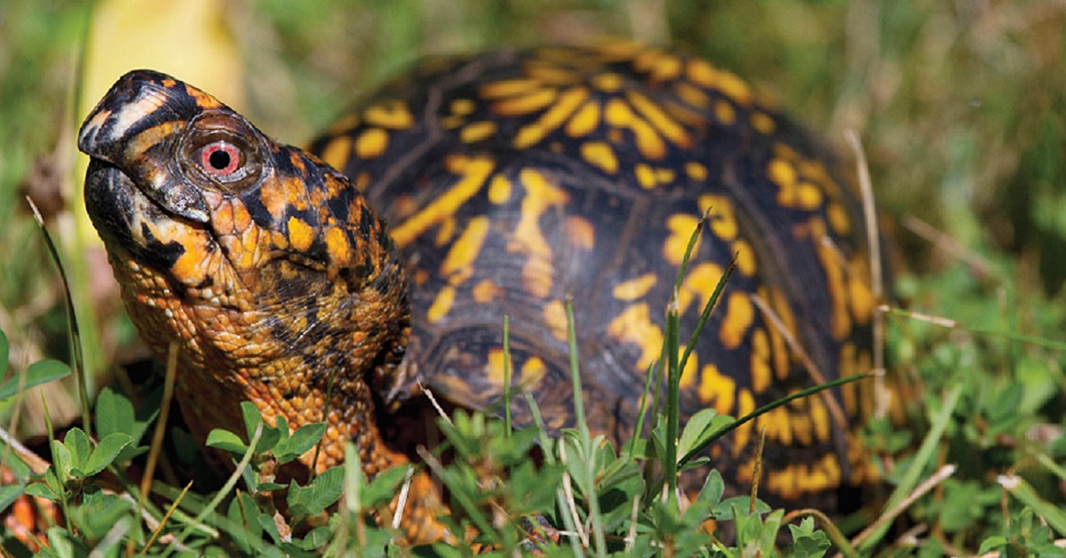 Box Turtle