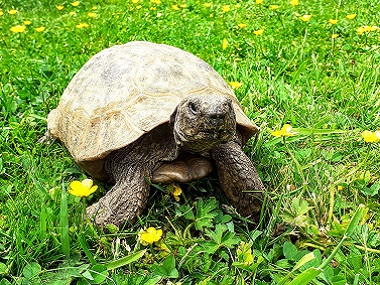 Ambassador Albert the Tortoise Wearing His Lawn Face.