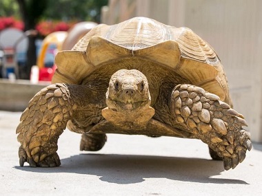 Bubba the Sulcata