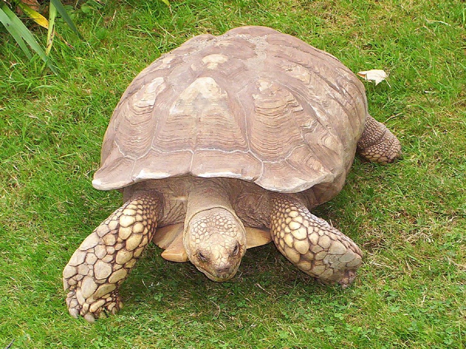 Sulcata Tortoise