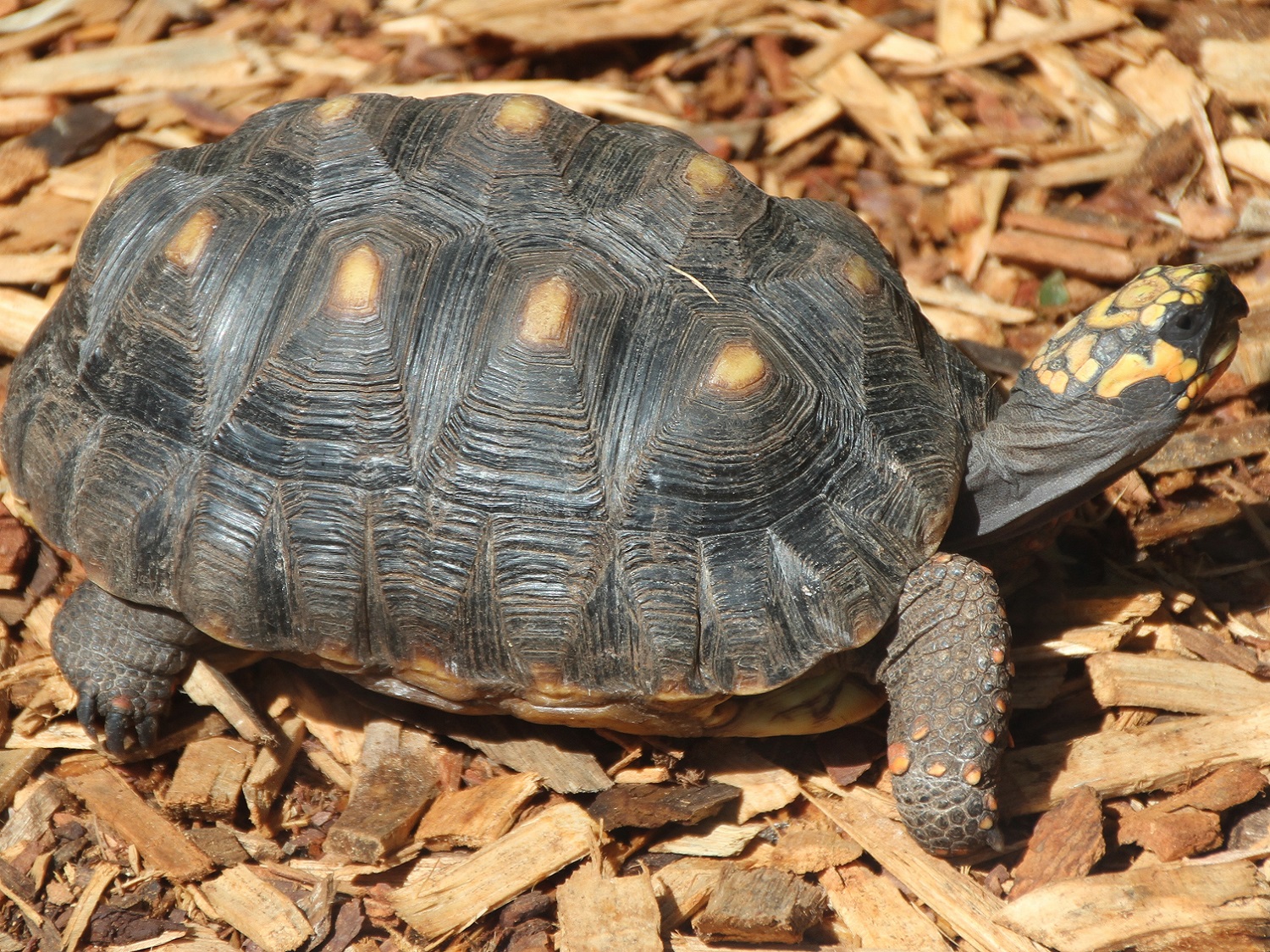 Red-footed Tortoise
