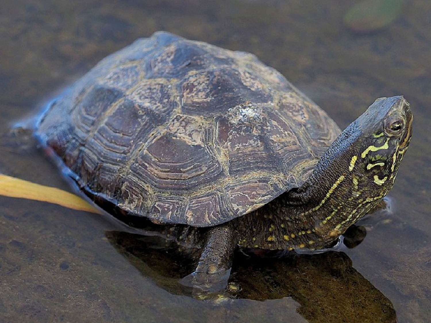 Reeves Turtle (Cropped)