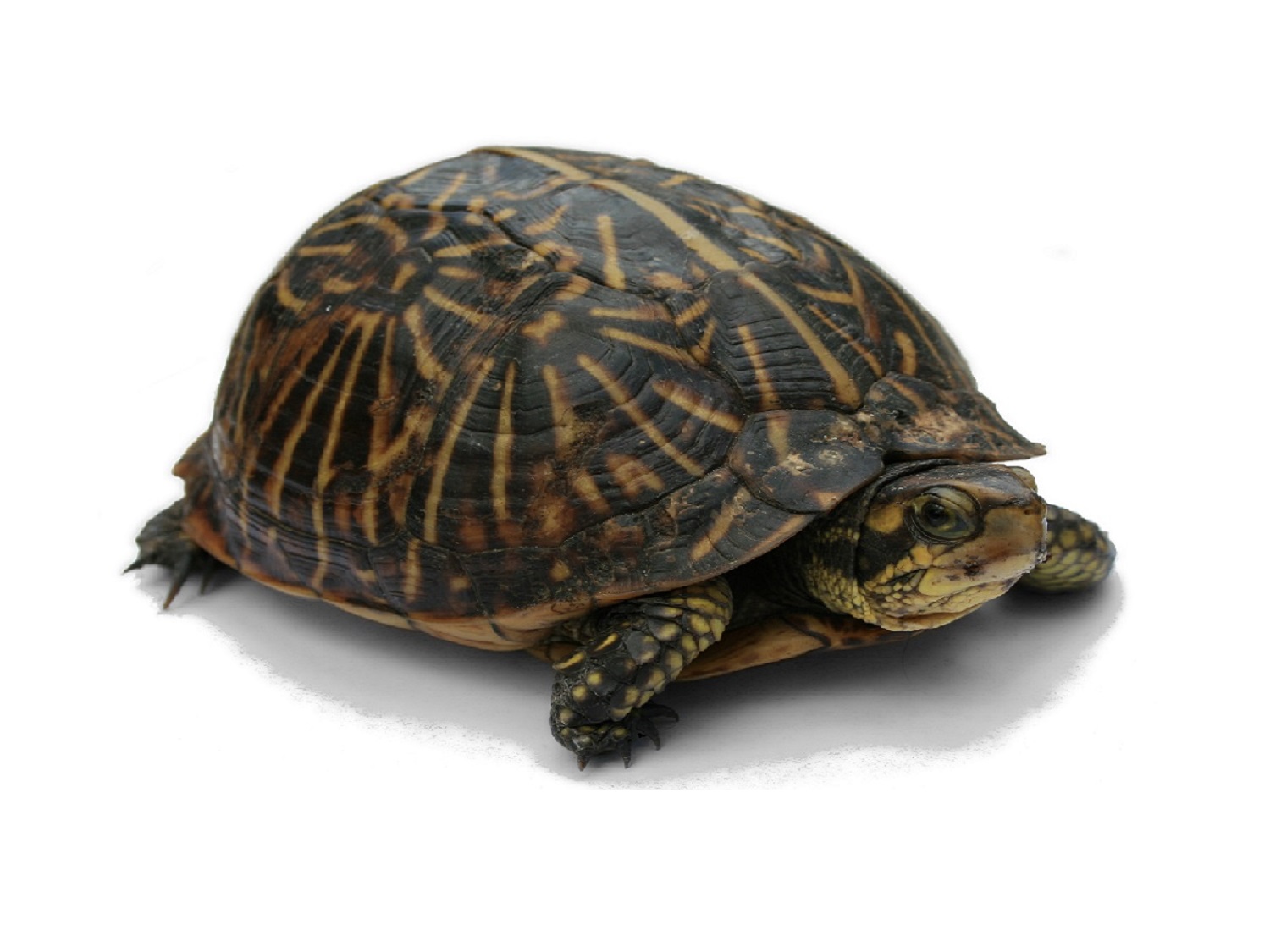 Florida Box Turtle