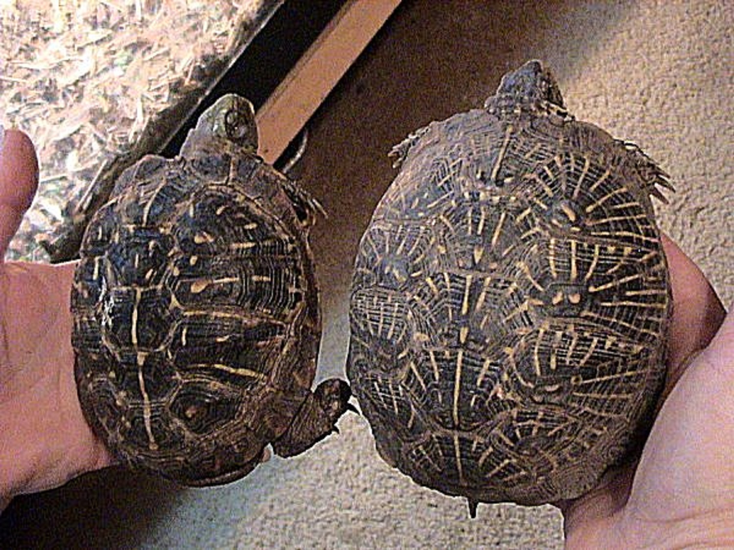 Ornate and Desert Box Turtles