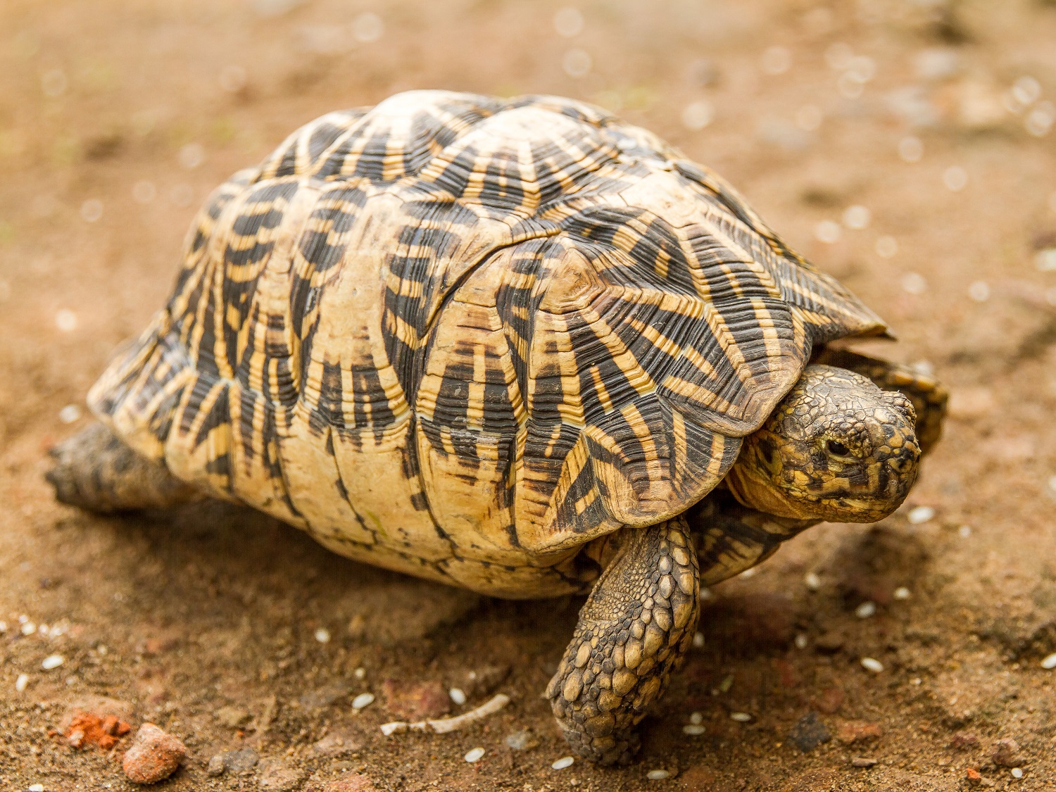 Indian Star Tortoise