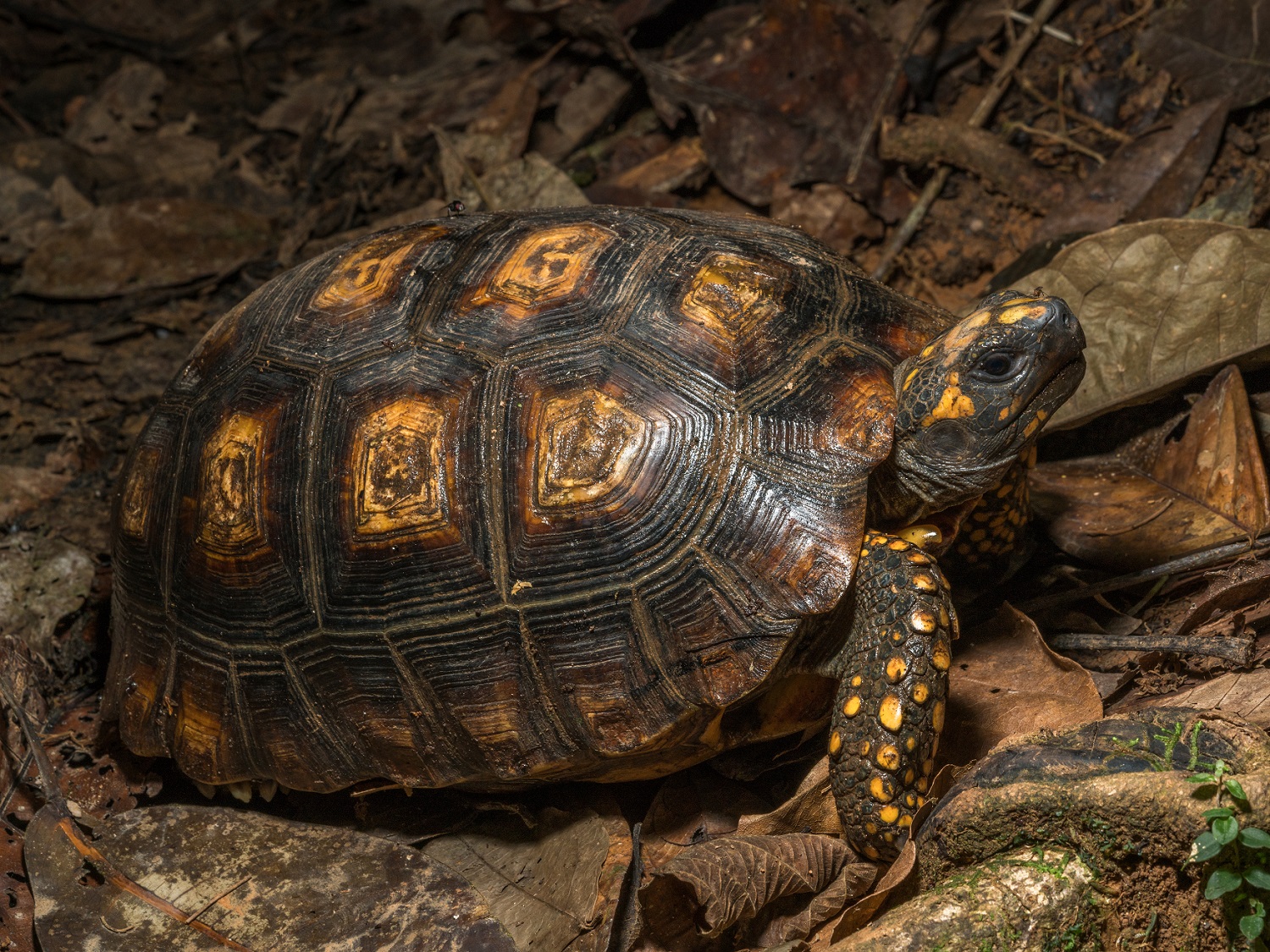 Yellow-Footed Tortoise