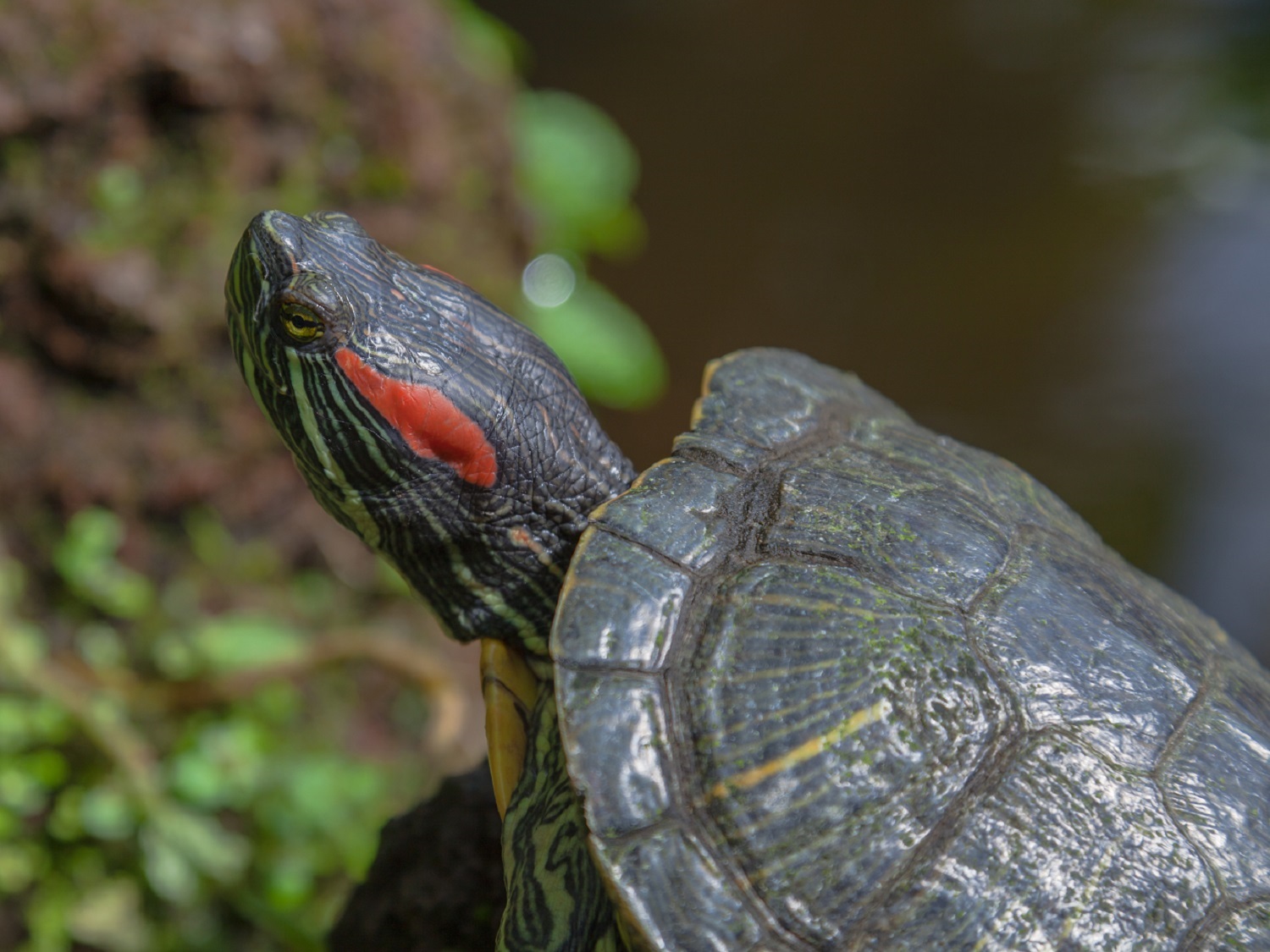 Red-eared Slider (Cropped)