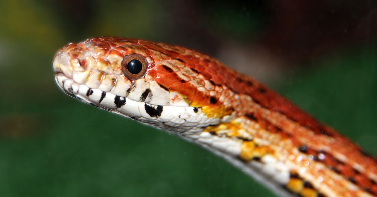 Corn Snake.