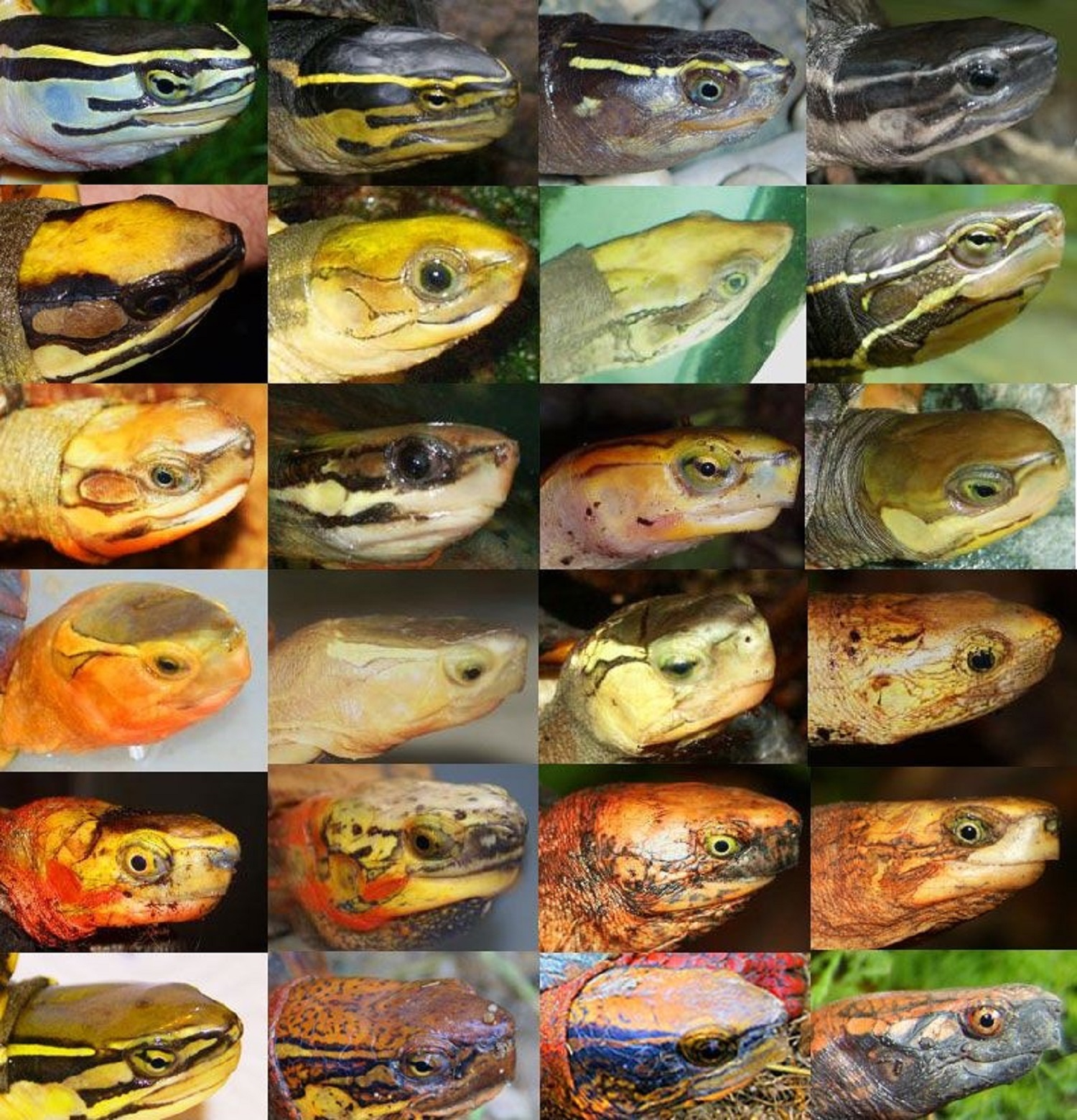 Asian Box Turtle Portraits - Click to see each species' name
