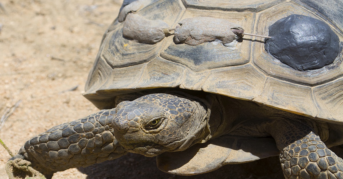 Desert tortoise with transmitter.