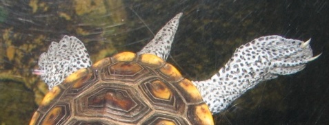 Diamondback Terrapin.