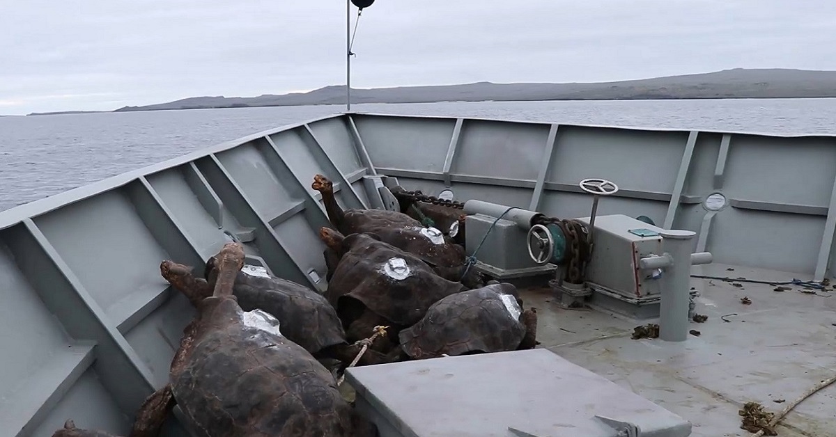 Española Island Tortoises Go Home.