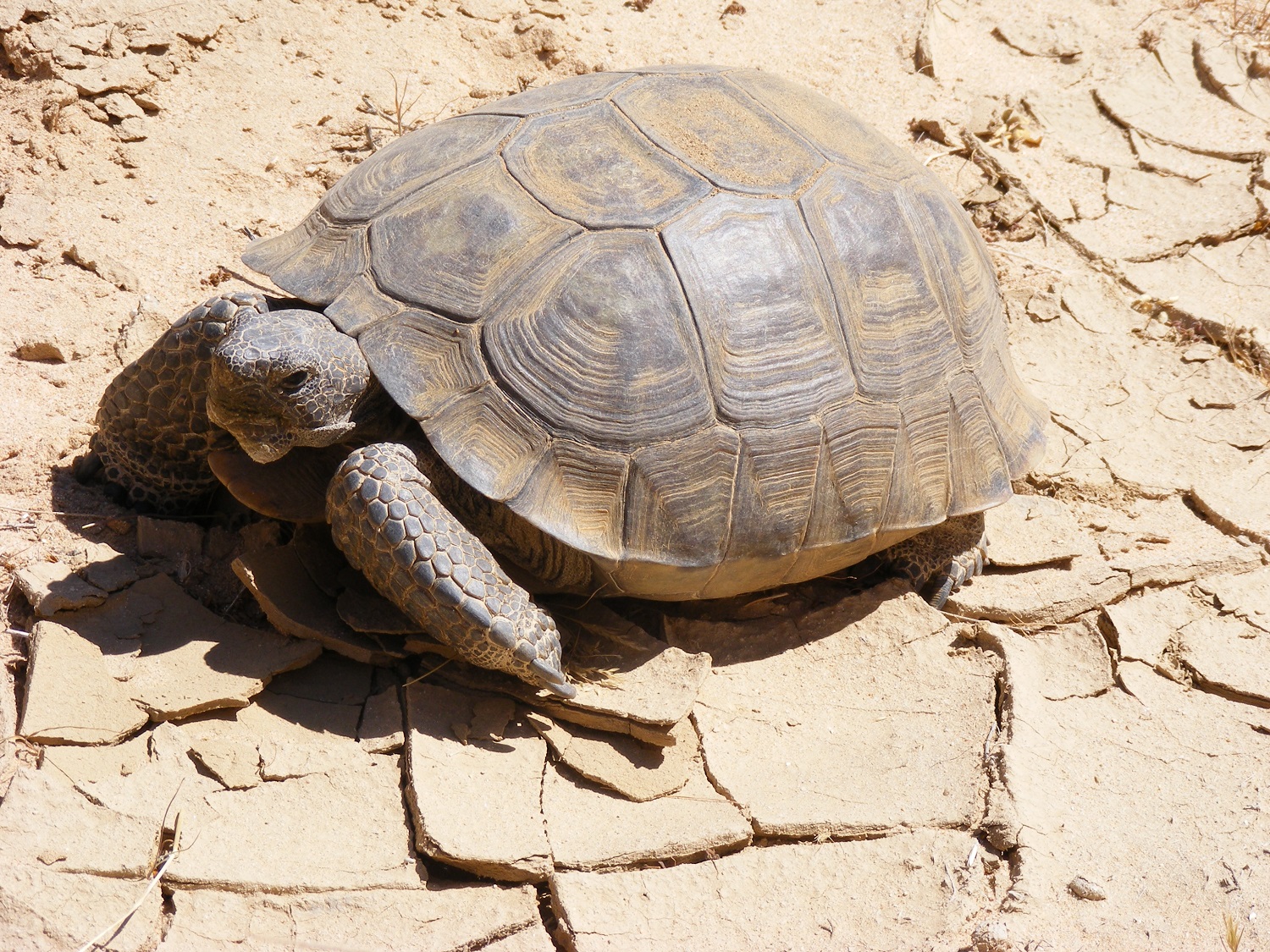 Mojave Desert Tortoise