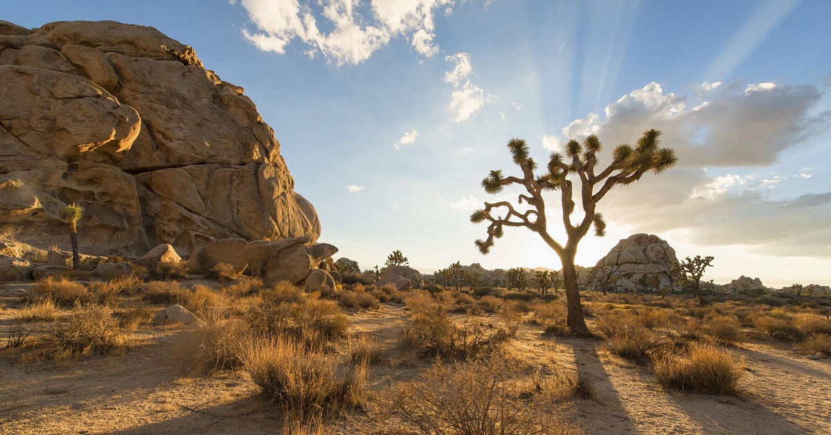 Joshua Tree National Park