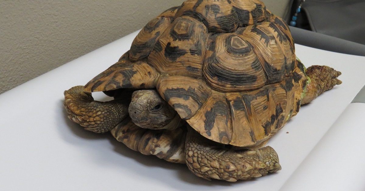 Leo the Tortoise at the vet's office