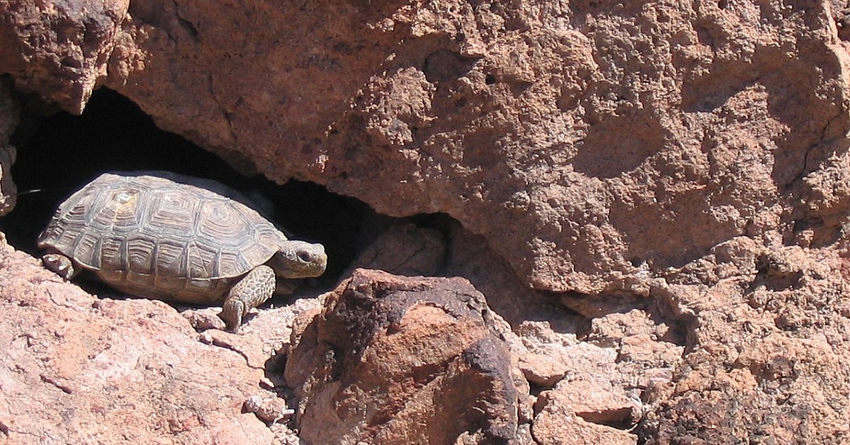 Mojave Desert Tortoise
