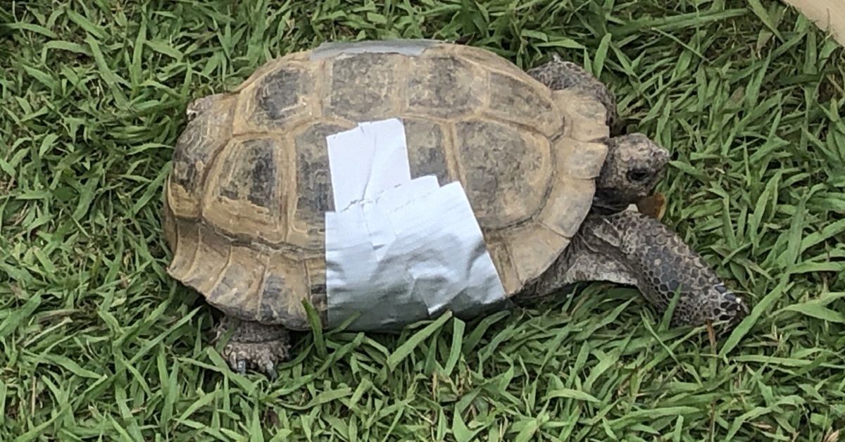 Monsieur the desert tortoise
