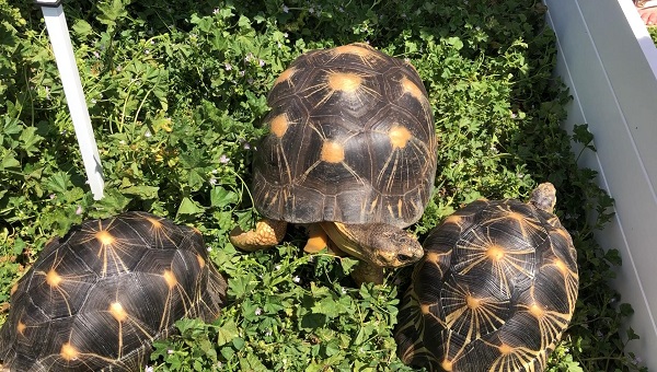 Radiated Tortoises