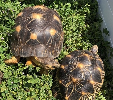 Radiated Tortoises