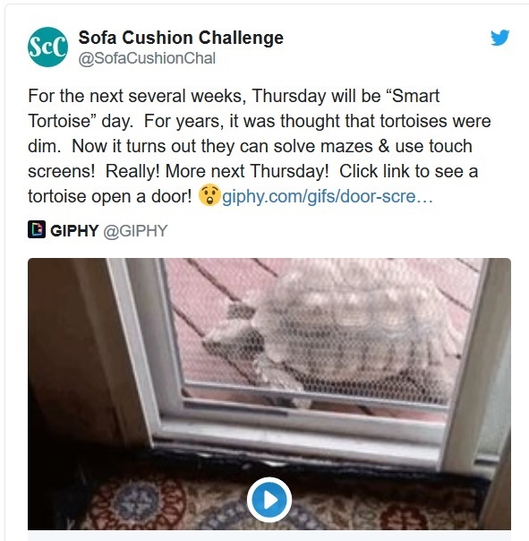 Tortoise Opens Screen Door By Himself