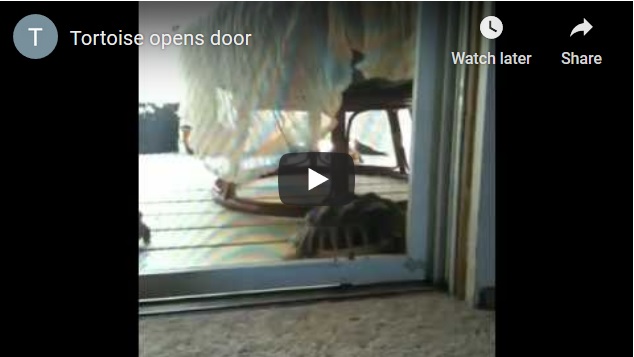 Tortoise Opens Screen Door