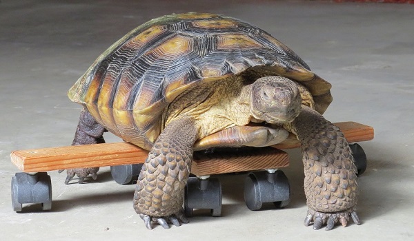 Speed Bump is the tortoise who inspired this campaign.