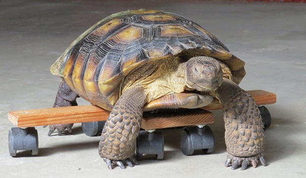 Speed Bump using his famous skateboard.