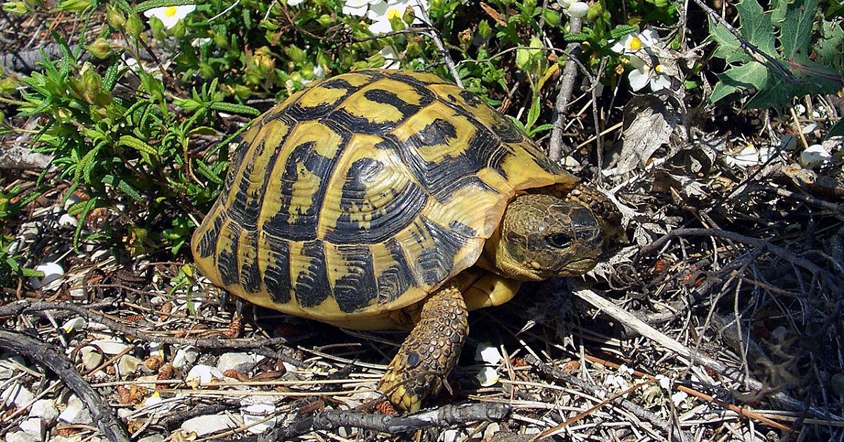 Hermann's Tortoise
