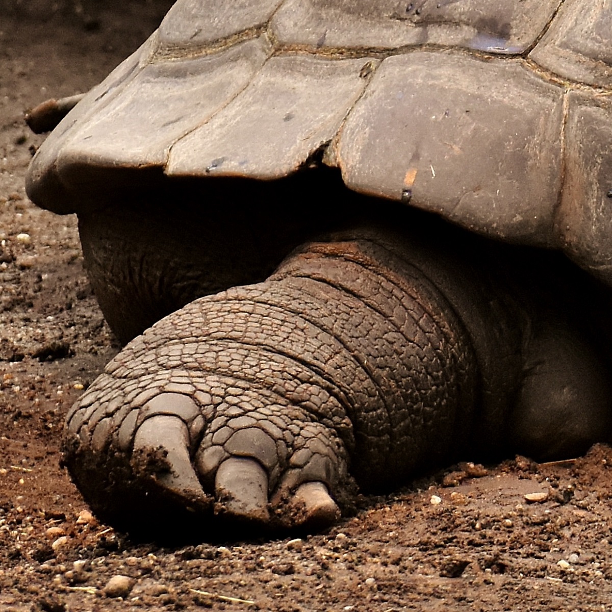 Hind leg of Aldabra giant tortoise.