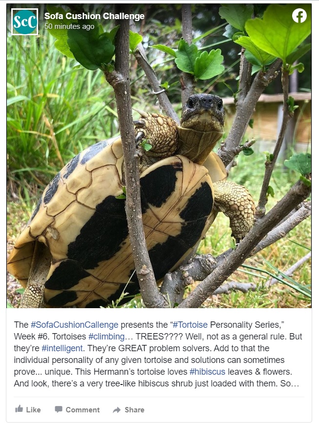 Tortoise Climbing Tree