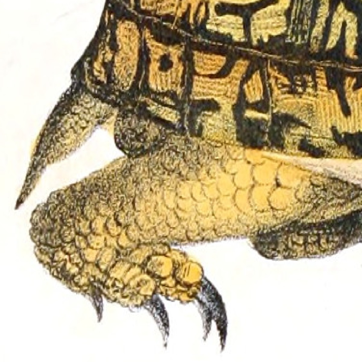 Eastern Box Turtle Hind Leg.