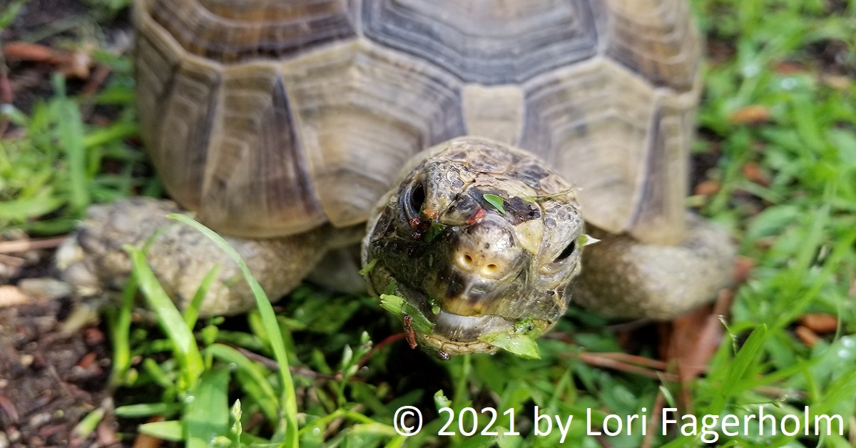 Coralie the Tortoise wearing her 'yard face.' 