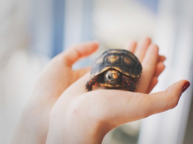 Tortoise in Hand